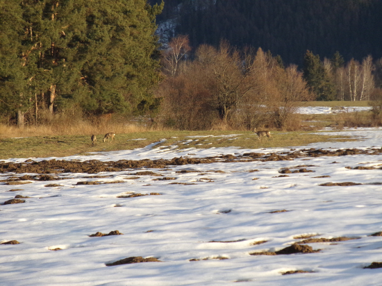 Srnky z dnešného rána