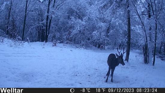 nádejný