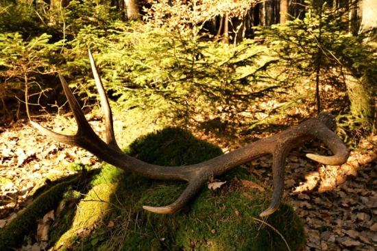 dnešná radosť medzi smrečkami