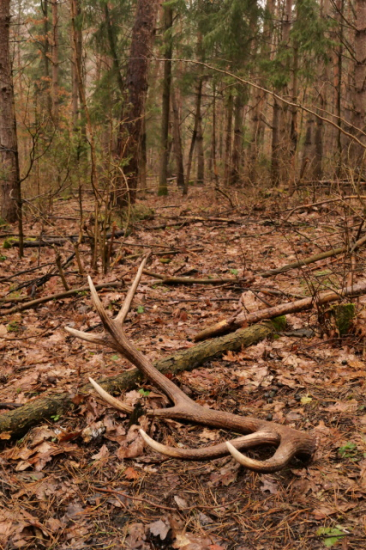 Na jeleňom chodníčku