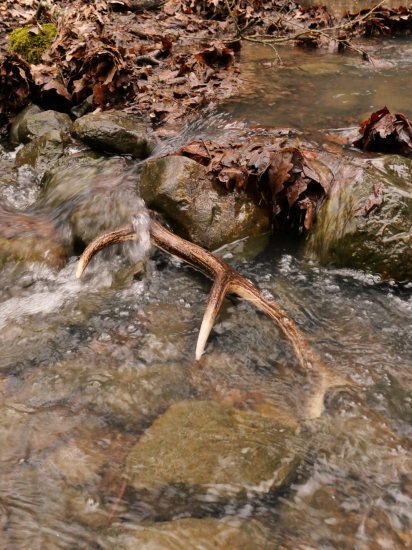 V potôčiku malý zhodík rok čakal