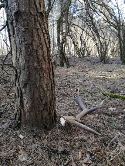 Valentínsky č.1***