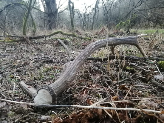 Valentínsky č.2***