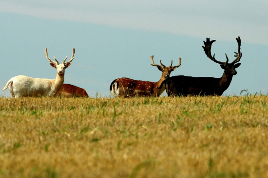 Cely sortiment farieb