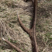 Aj taký sa dá nájsť ešte od vlani