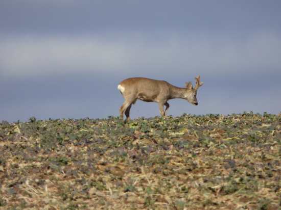 len to neprežeň chlapče