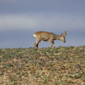 len to neprežeň chlapče