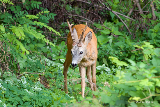 Srnec lesný-Capreolus capreolus