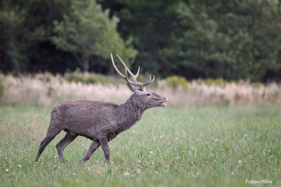 Jeleň lesný-Cervus elaphus