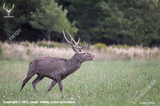 Jeleň lesný-Cervus elaphus