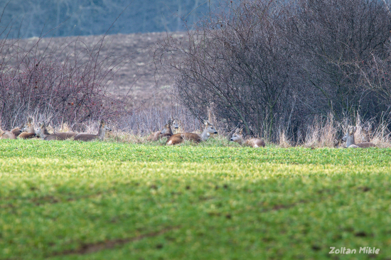 Srna lesna-Capreolus capreolus