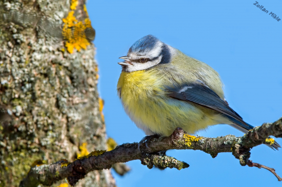 Sýkorka belasá-Cyanistes caeruleus