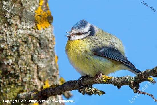 Sýkorka belasá-Cyanistes caeruleus