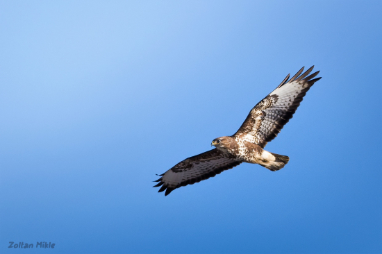 Myšiak hôrny-Buteo buteo