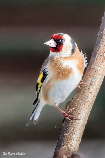 Stehlík obyčajný-Carduelis carduelis
