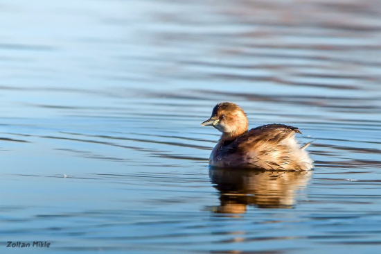 Potápka malá-Tachybaptus ruficollis