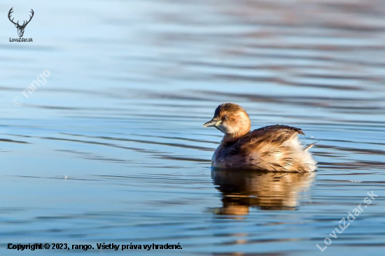 Potápka malá-Tachybaptus ruficollis