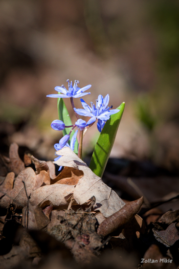 Scila dvojlistá-Scilla bifolia