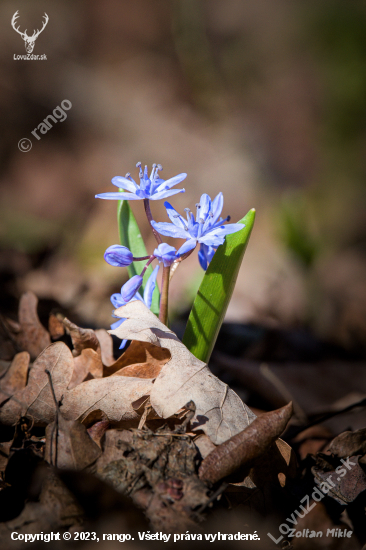 Scila dvojlistá-Scilla bifolia