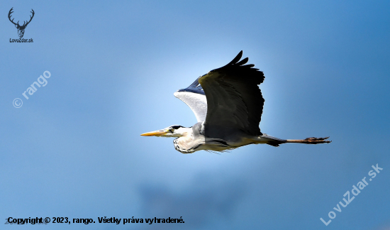 Volavka popolavá-Ardea cinerea