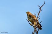 Myšiak hôrny-Buteo buteo