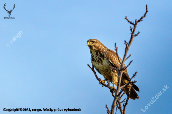 Myšiak hôrny-Buteo buteo