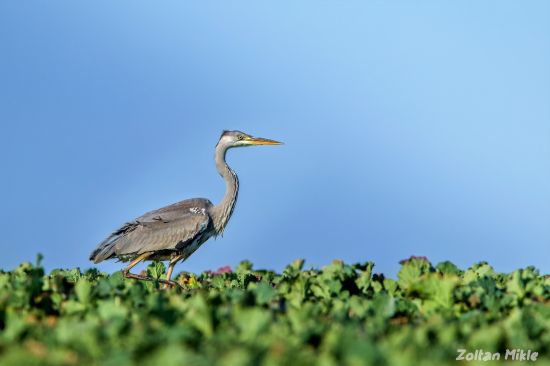 Volavka popolavá-Ardea cinerea