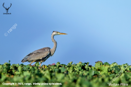 Volavka popolavá-Ardea cinerea