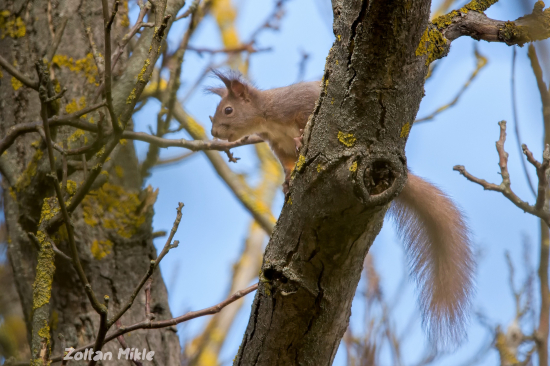 Veverica obyčajná-Sciurus vulgaris