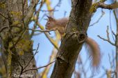 Veverica obyčajná-Sciurus vulgaris
