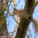 Veverica obyčajná-Sciurus vulgaris