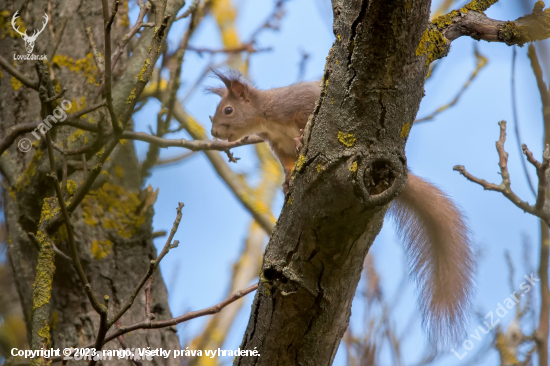 Veverica obyčajná-Sciurus vulgaris