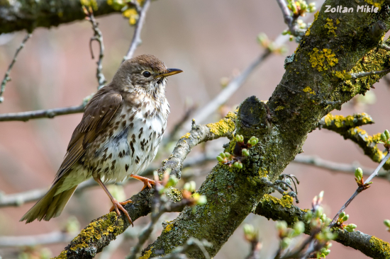 Drozd plavý-Turdus philomelos