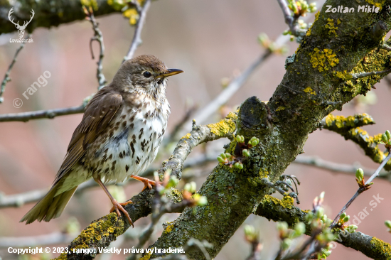 Drozd plavý-Turdus philomelos