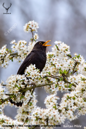 Drozd čierny-Turdus merula