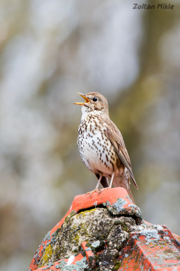 Drozd plavý-Turdus philomelos