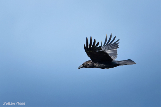 Krkavec čierny-Corvus corax