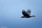 Krkavec čierny-Corvus corax