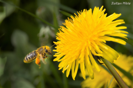 Včela medonosná- Apis mellifera