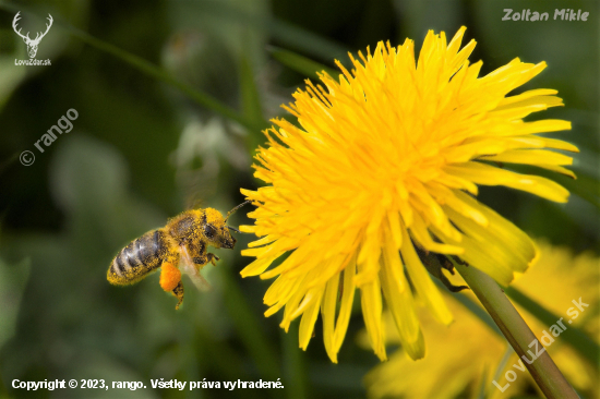 Včela medonosná- Apis mellifera