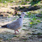 Hrdlička záhradná-Streptopelia decaocto