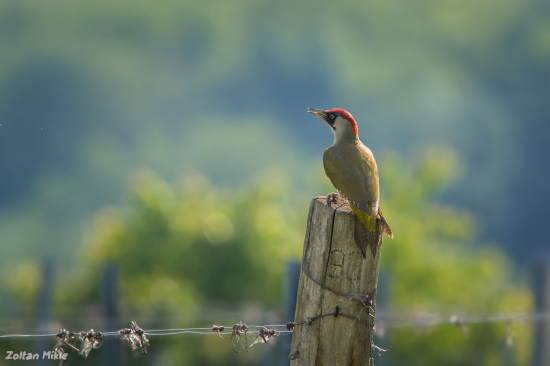 Žlna zelená-Picus viridis