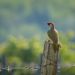 Žlna zelená-Picus viridis
