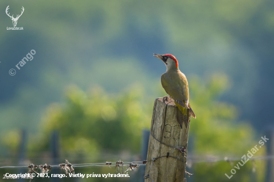 Žlna zelená-Picus viridis