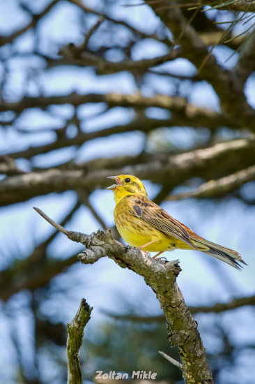 Strnádka žltá-Emberiza citrinella