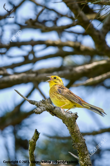 Strnádka žltá-Emberiza citrinella