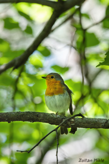 Červienka obyčajná-Erithacus rubecula