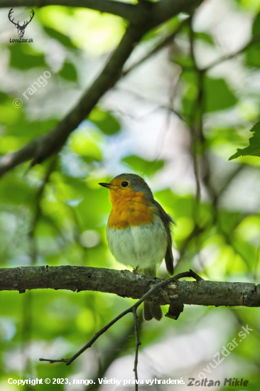 Červienka obyčajná-Erithacus rubecula