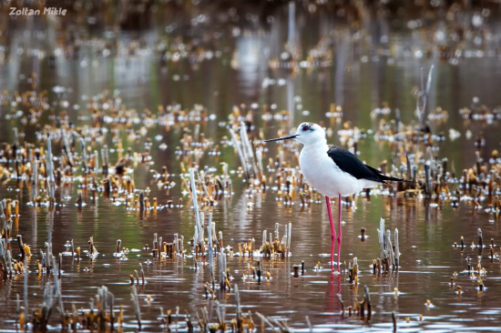 Šišila bocianovitá-Himantopus himantopus