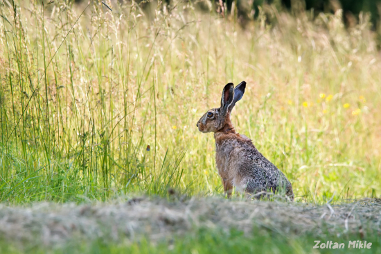 Zajac poľný-Lepus europaeus